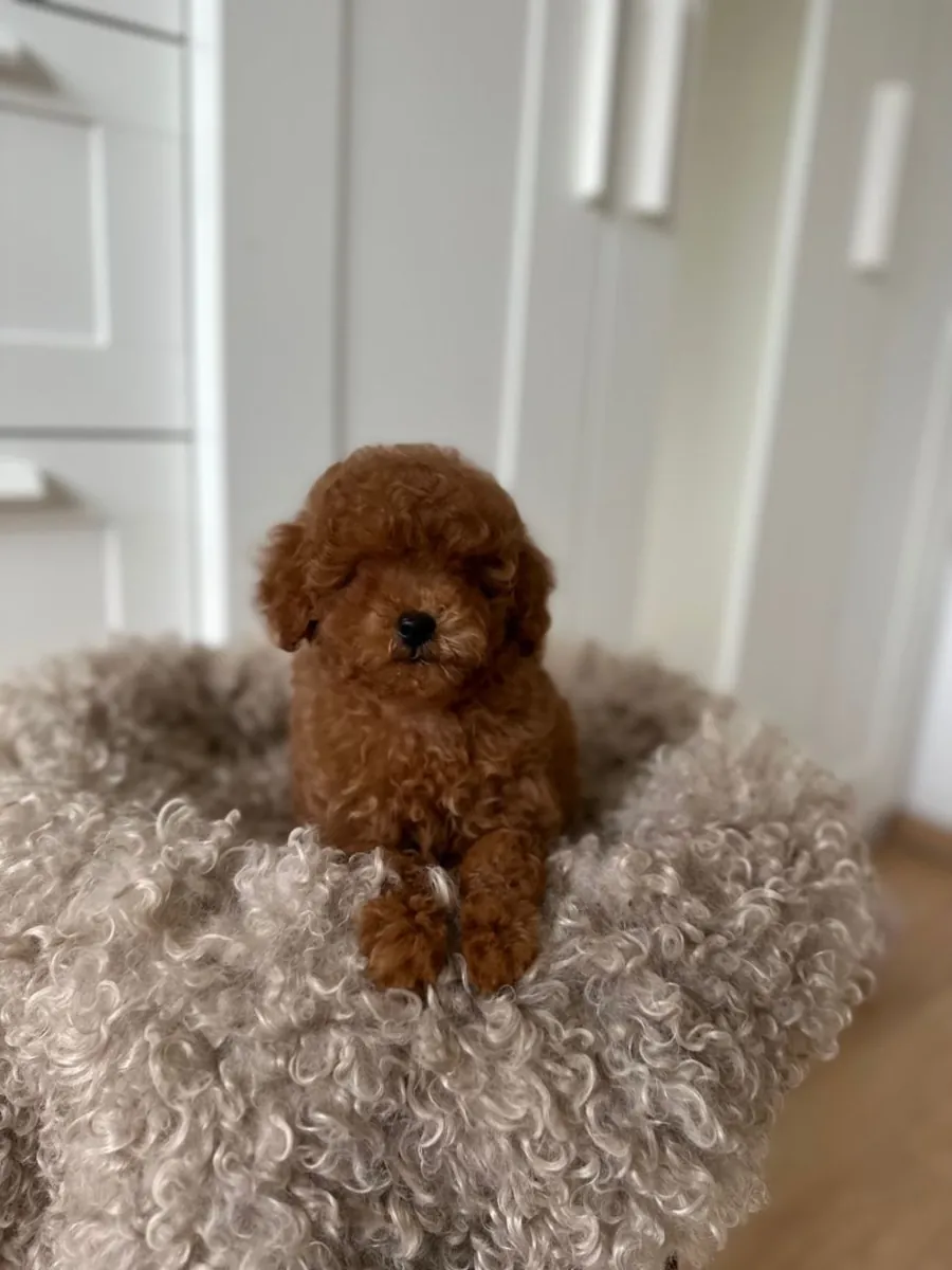 Caniches à vendre à Istanbul | Pelage hypoallergénique