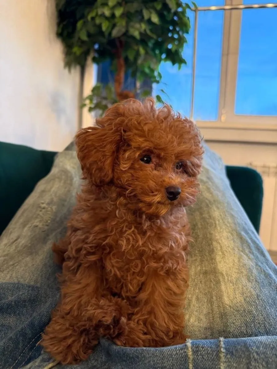 伊兹密尔出售贵宾犬 | 活泼友善