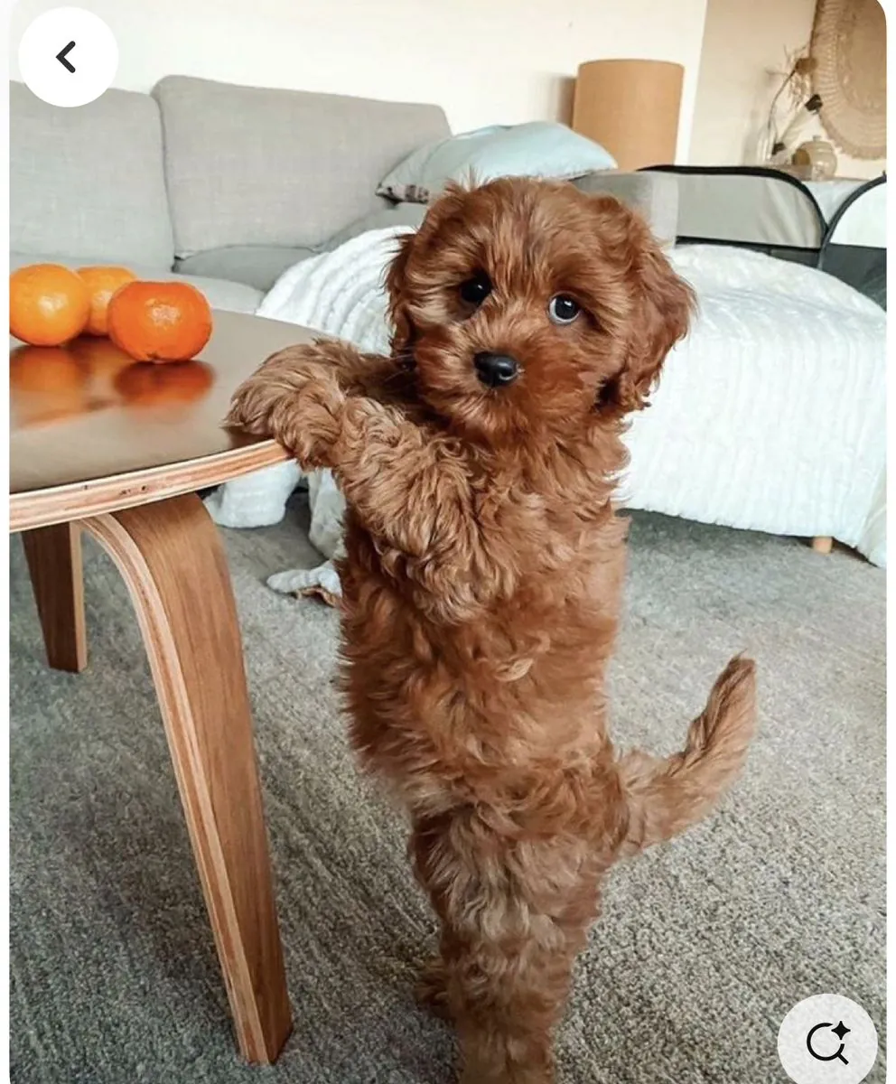 伊兹密尔出售贵宾犬 | 活泼友善