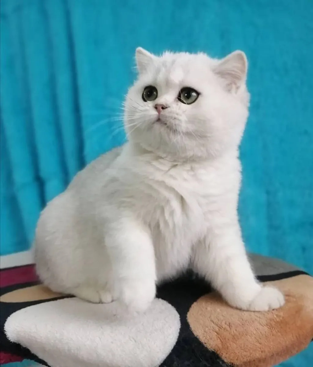 Chatons British Shorthair élevés avec le double d'amour au sein de la famille.