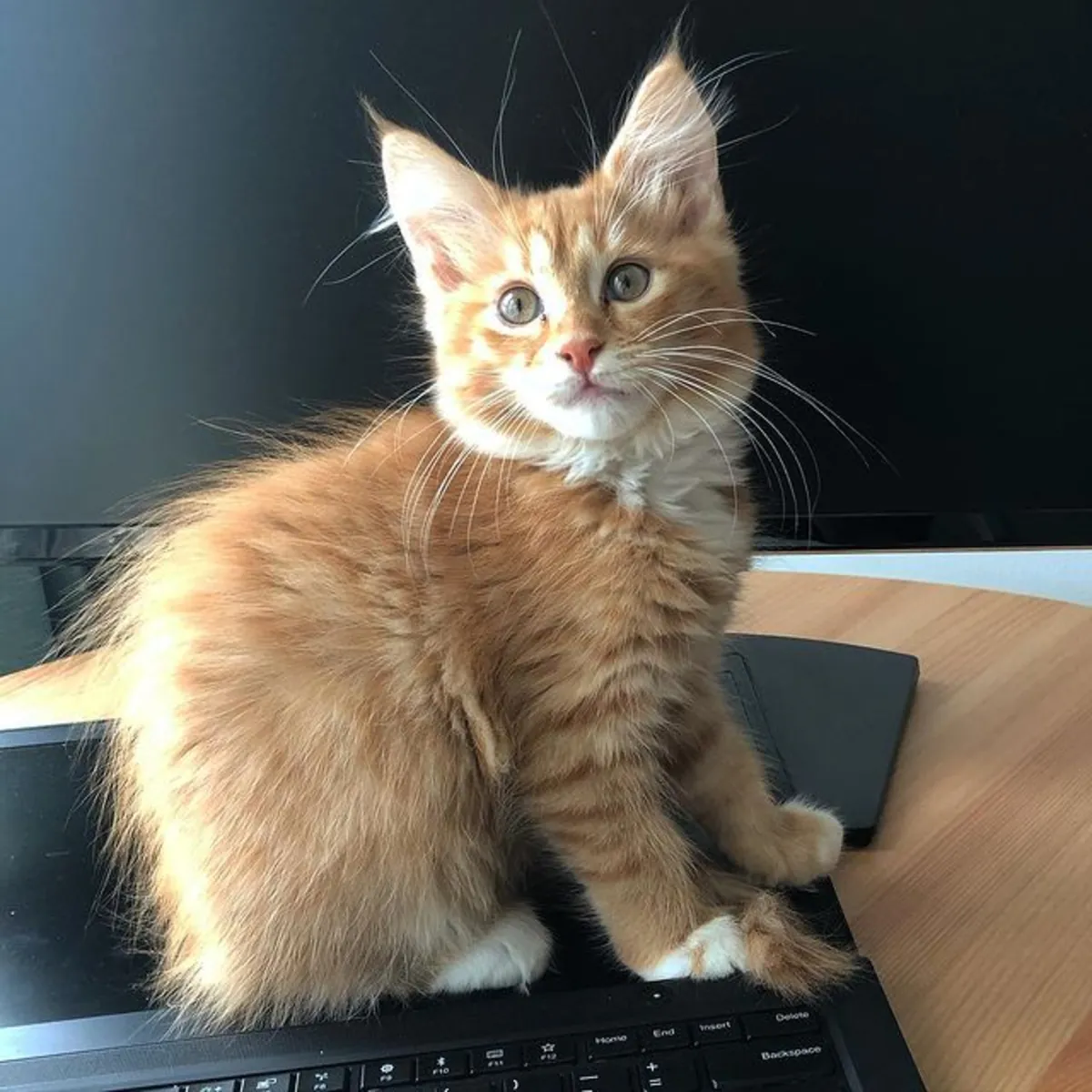 Chatons Maine Coon prêts à être adoptés