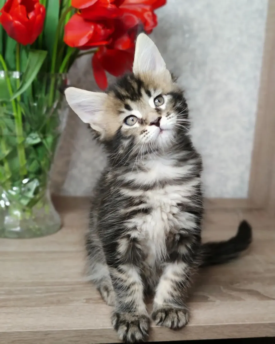 Preciosos gatitos Maine Coon buscan un hogar lleno de amor.