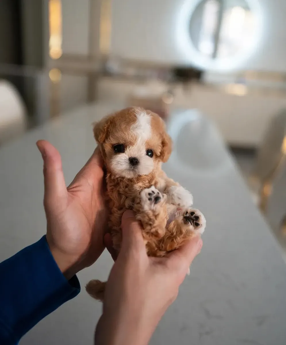 待领养的马尔济斯贵宾犬
