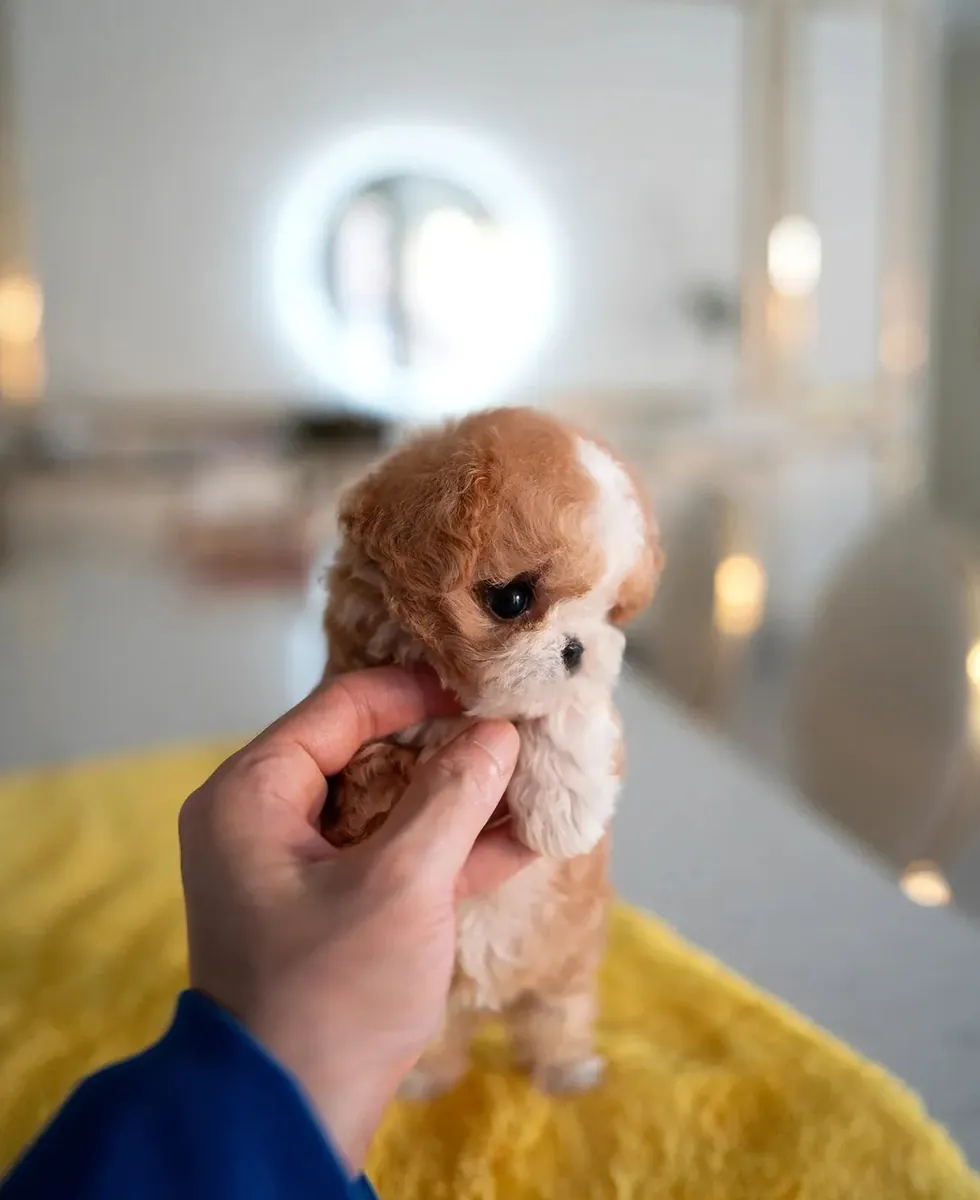 待领养的马尔济斯贵宾犬