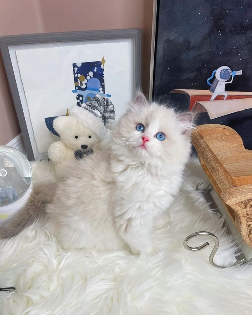 小猫已经接种了第一针疫苗