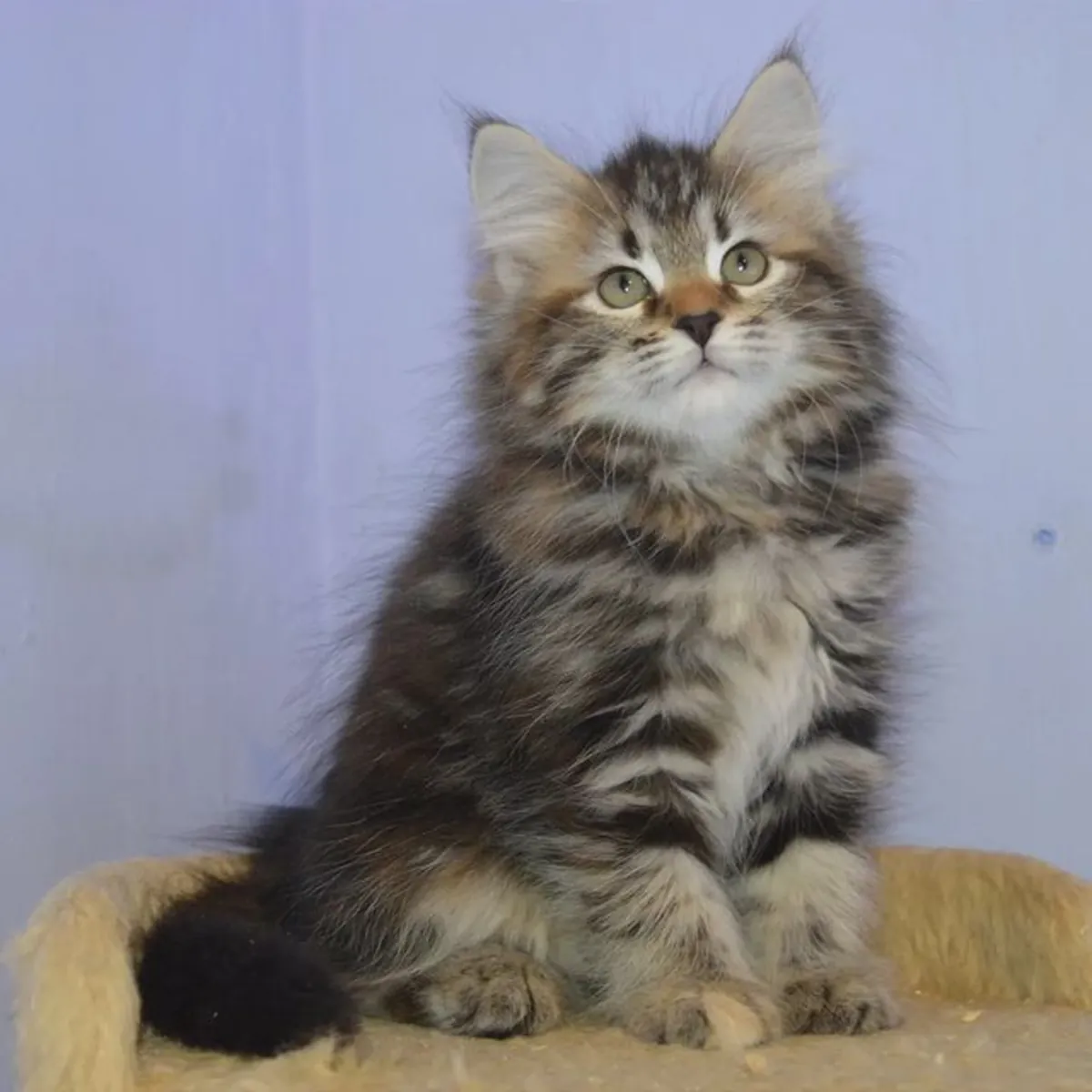 Offre spéciale pour ceux qui s'intéressent aux chatons avec des allergies :