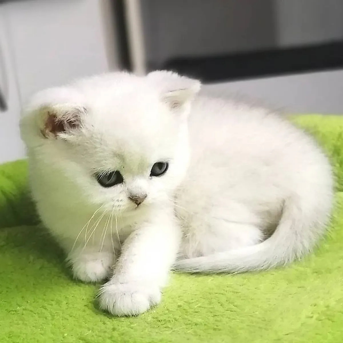 Actualmente hay tres gatitos machos y una gatita hembra disponibles.