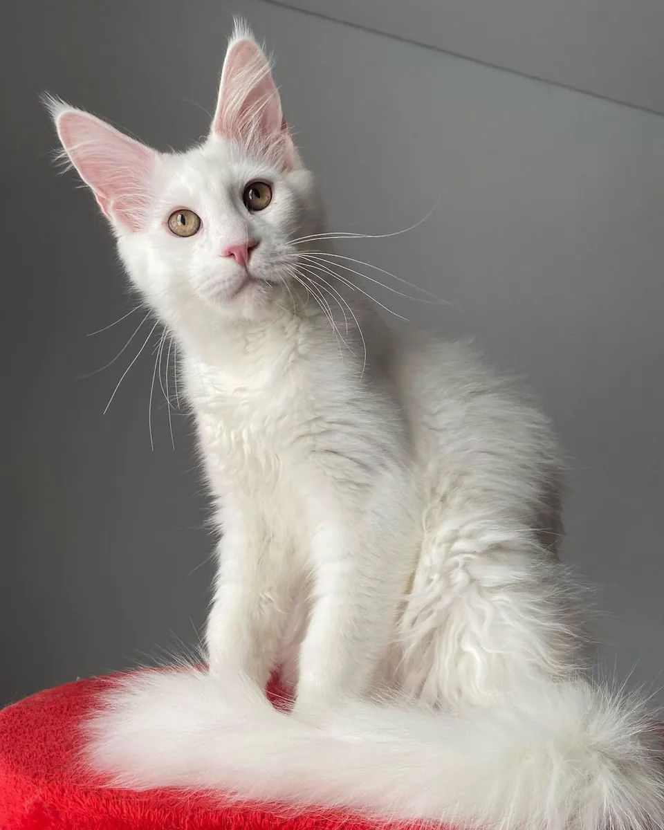 Cuatro gatitos hermanos Maine Coon con pedigrí buscan hogares amorosos