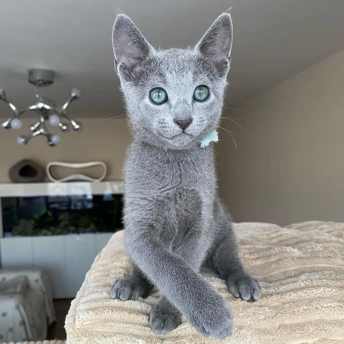 Les chatons sont nés