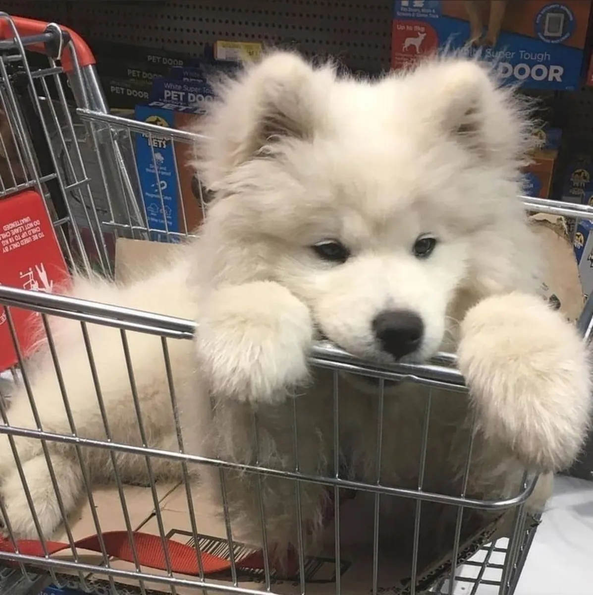 🤍🐾 Une véritable beauté à quatre pattes