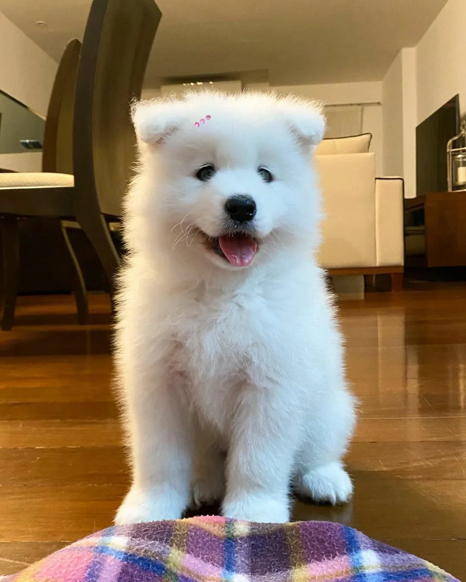 🏡🐶  Un nuevo miembro para tu familia
