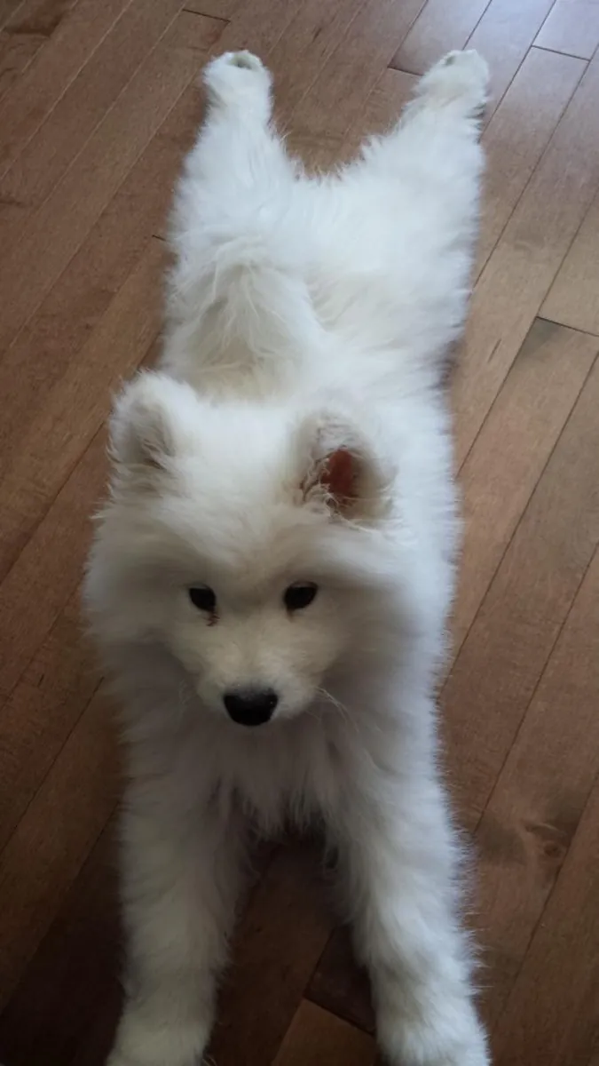 😍🐾 **İlk görüşte aşk**
