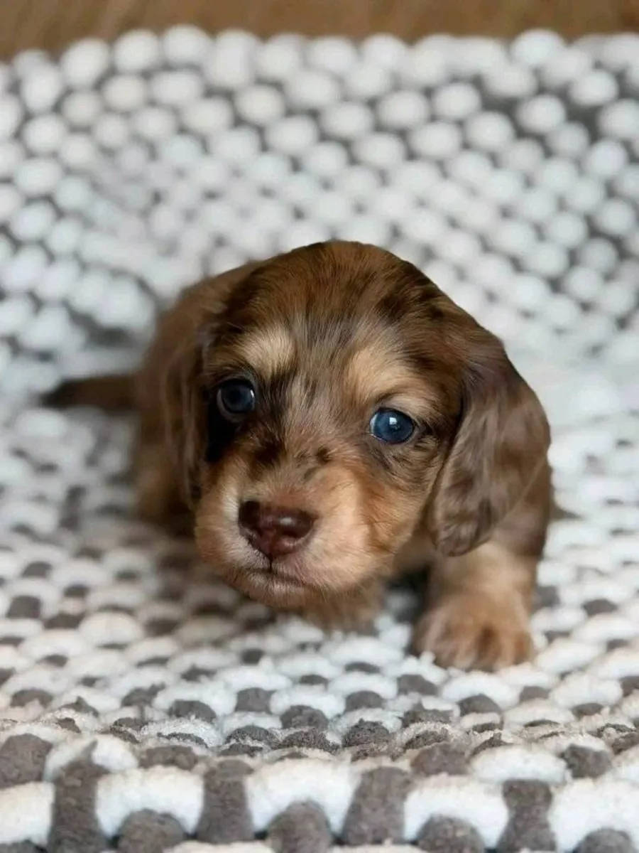 🐶🌸 Ce doux teckel attend de trouver un foyer où il pourra se sentir en sécurité, aimé et protégé