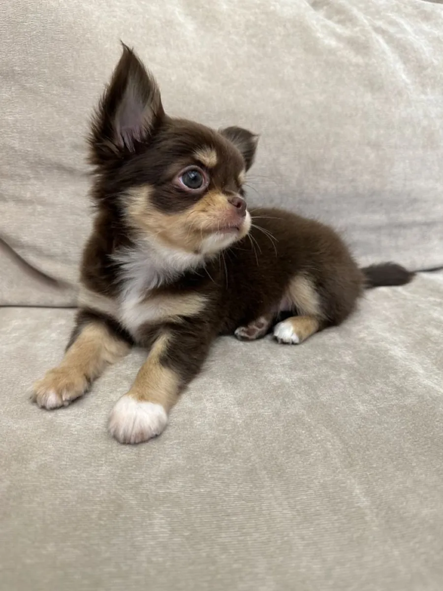 Chihuahua puppies for adoption