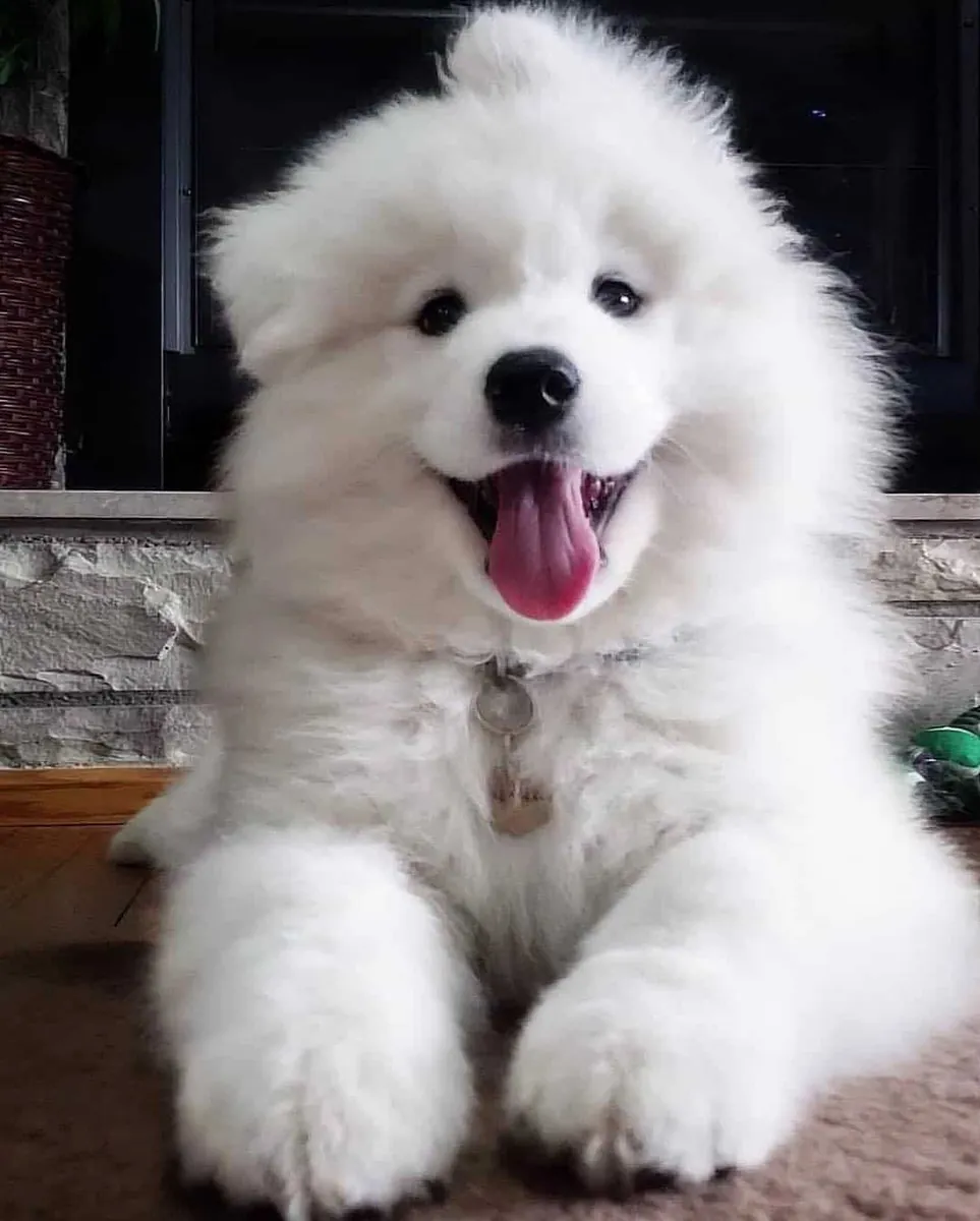 😊🐾 **Маленький самоид, полный радости**