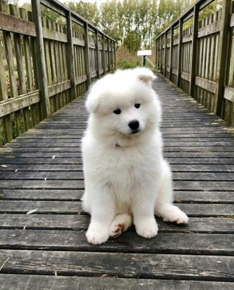 ❄️🐶 **Conoce a tu próximo compañero**