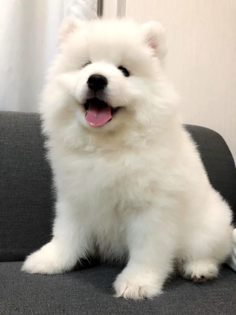 ❄️🐶 一只可爱的萨摩耶正在寻找一个特别的家庭。