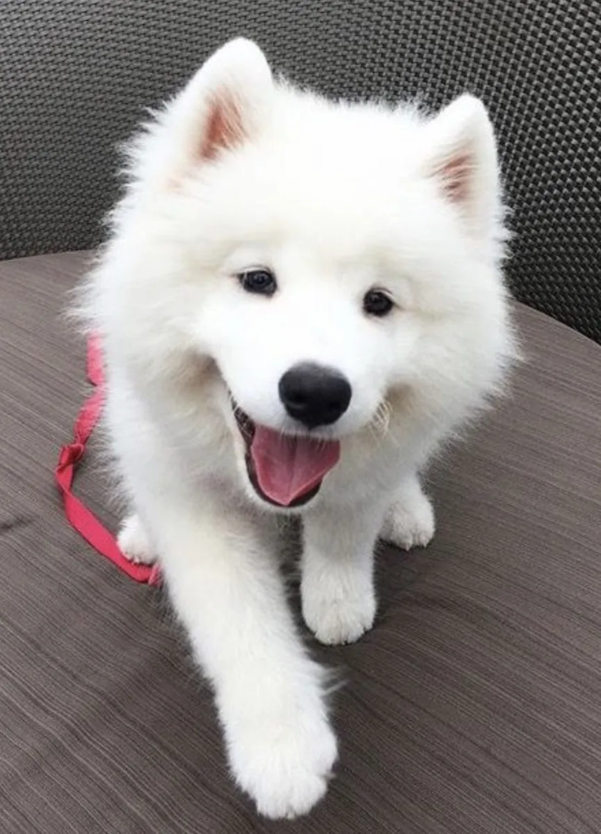 🤍🐾 温柔有四条腿和一身漂亮的白毛。