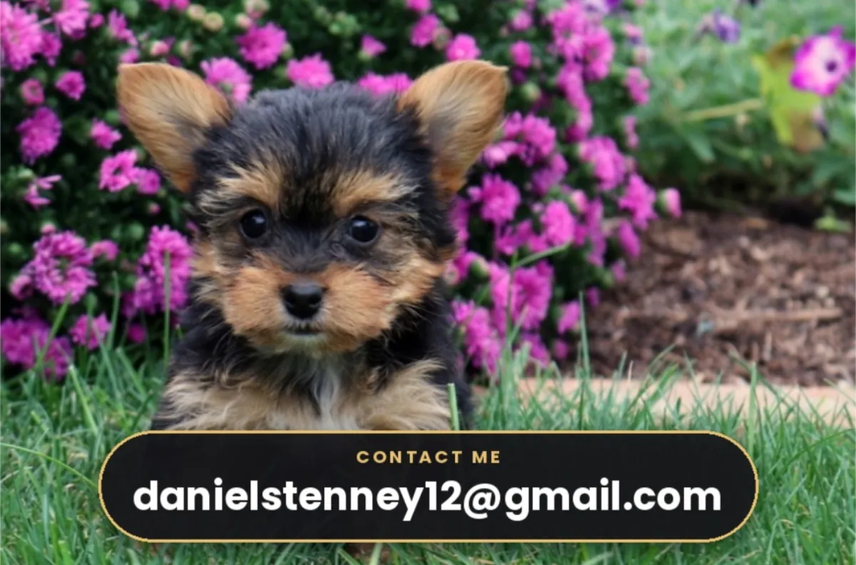 Yorkie Puppies 