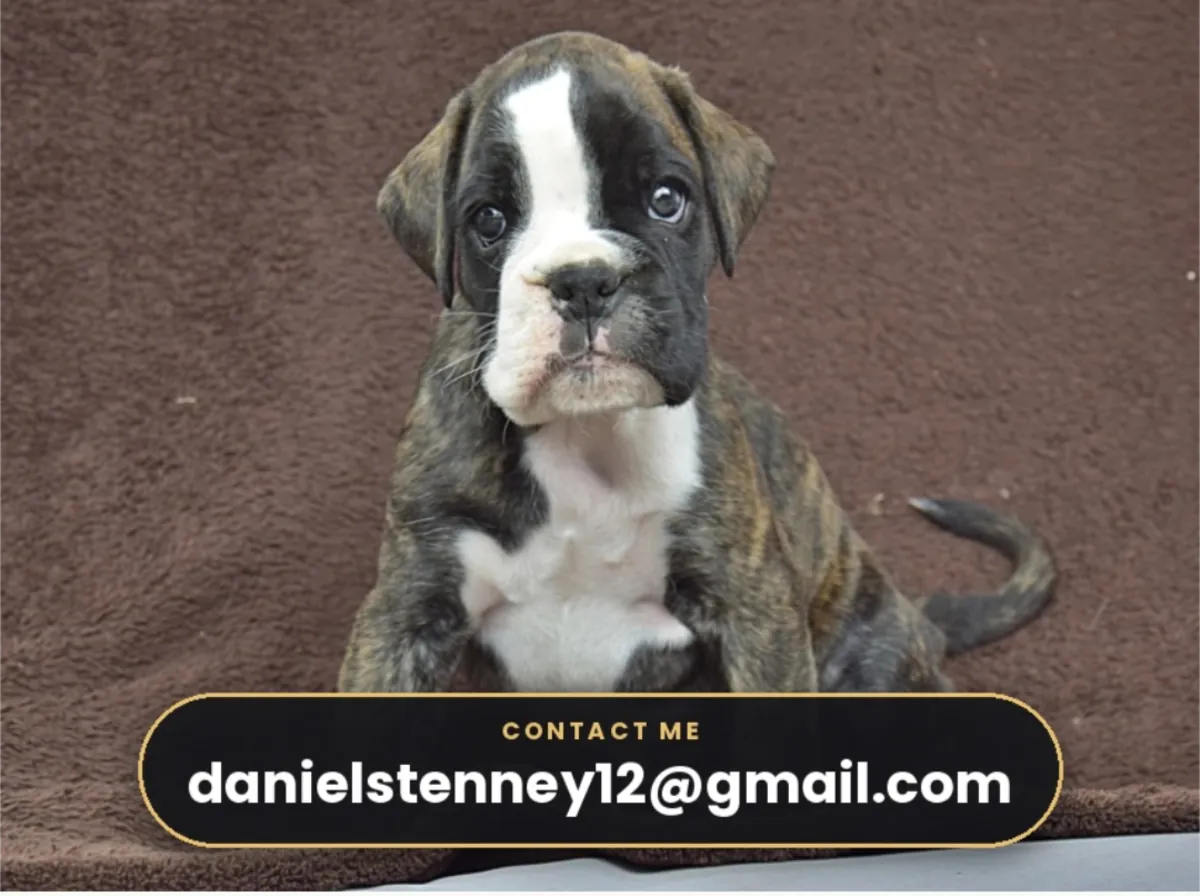 Chiots Boxer adorables