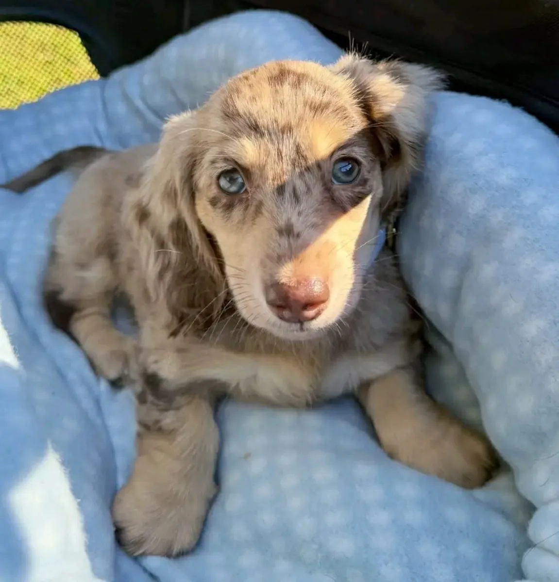 🐶🌟 一只腊肠犬可以成为特别的伴侣