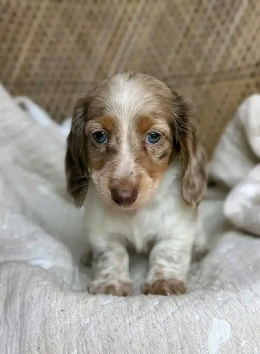 🐶🌟 一只腊肠犬可以成为特别的伴侣