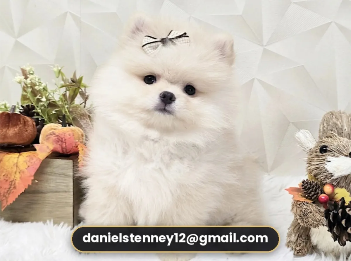 可爱的博美犬幼犬