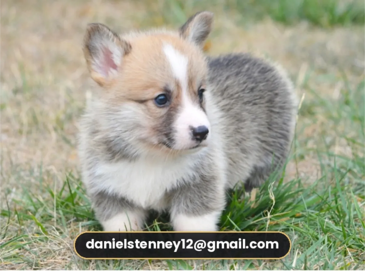 stunning red Welsh Corgi Puppies