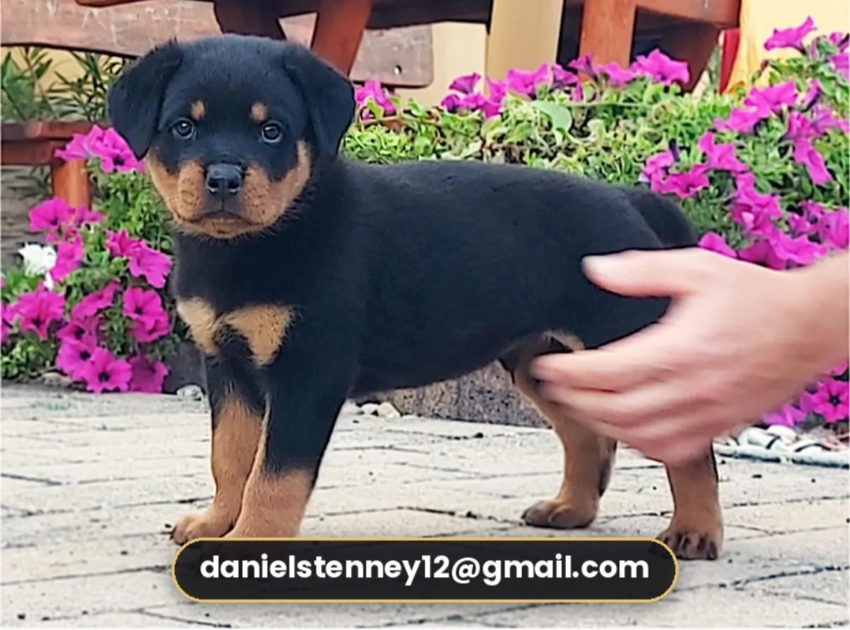 Superbes chiots Rottweiler