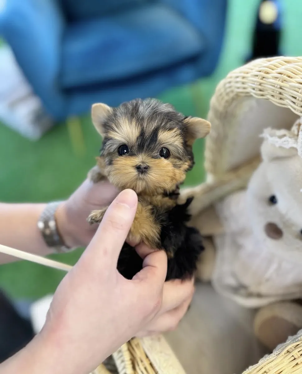 Incroyables chiots Yorkie en tasse à thé