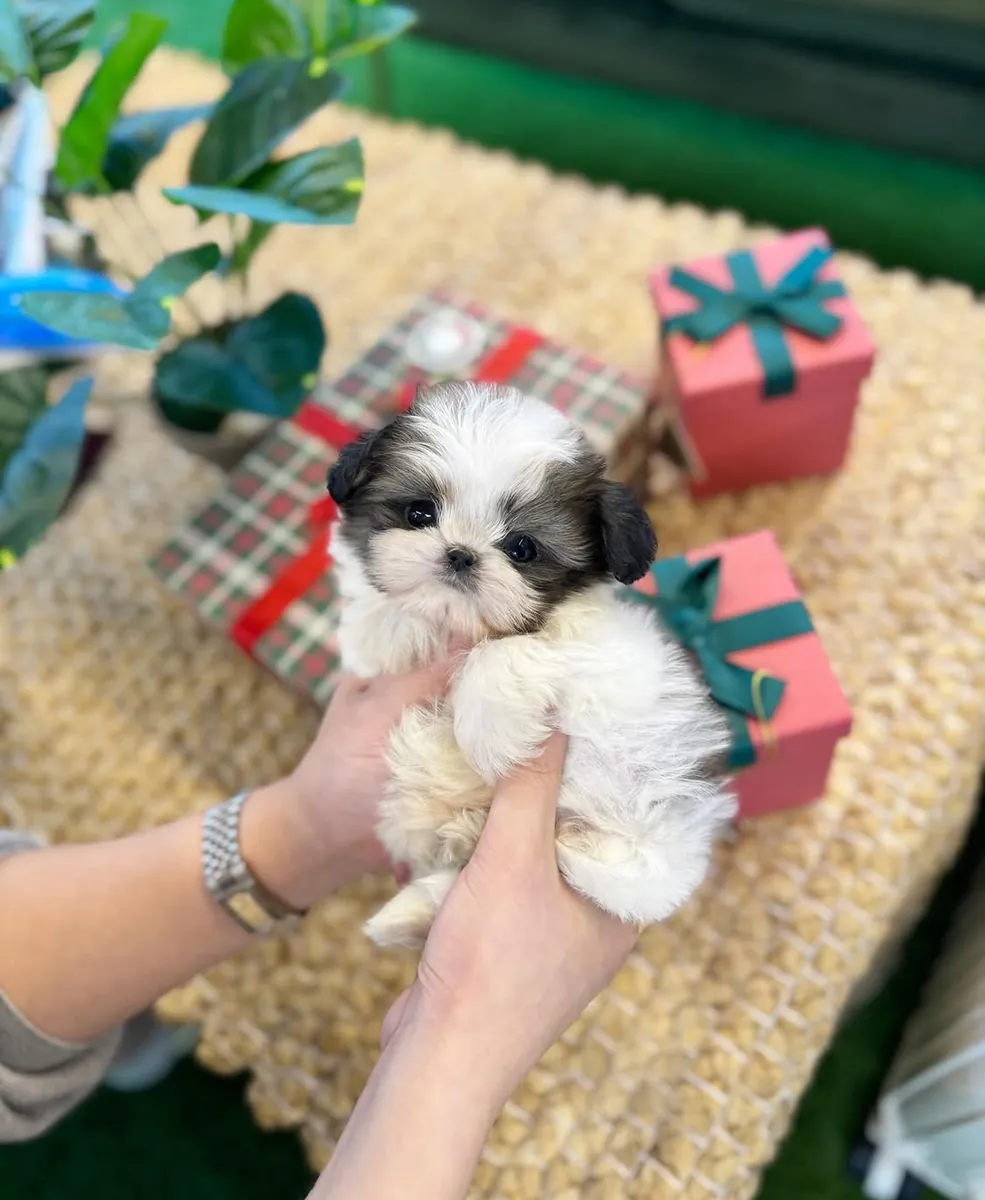 Adorables chiots Shih Tzu mâles et femelles disponibles à l'adoption