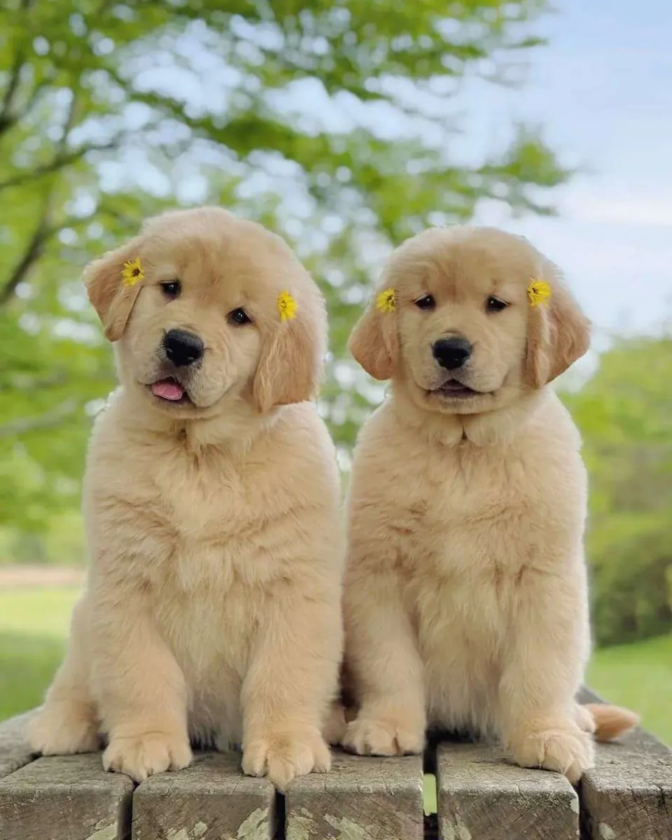 Chiots Golden Retriever