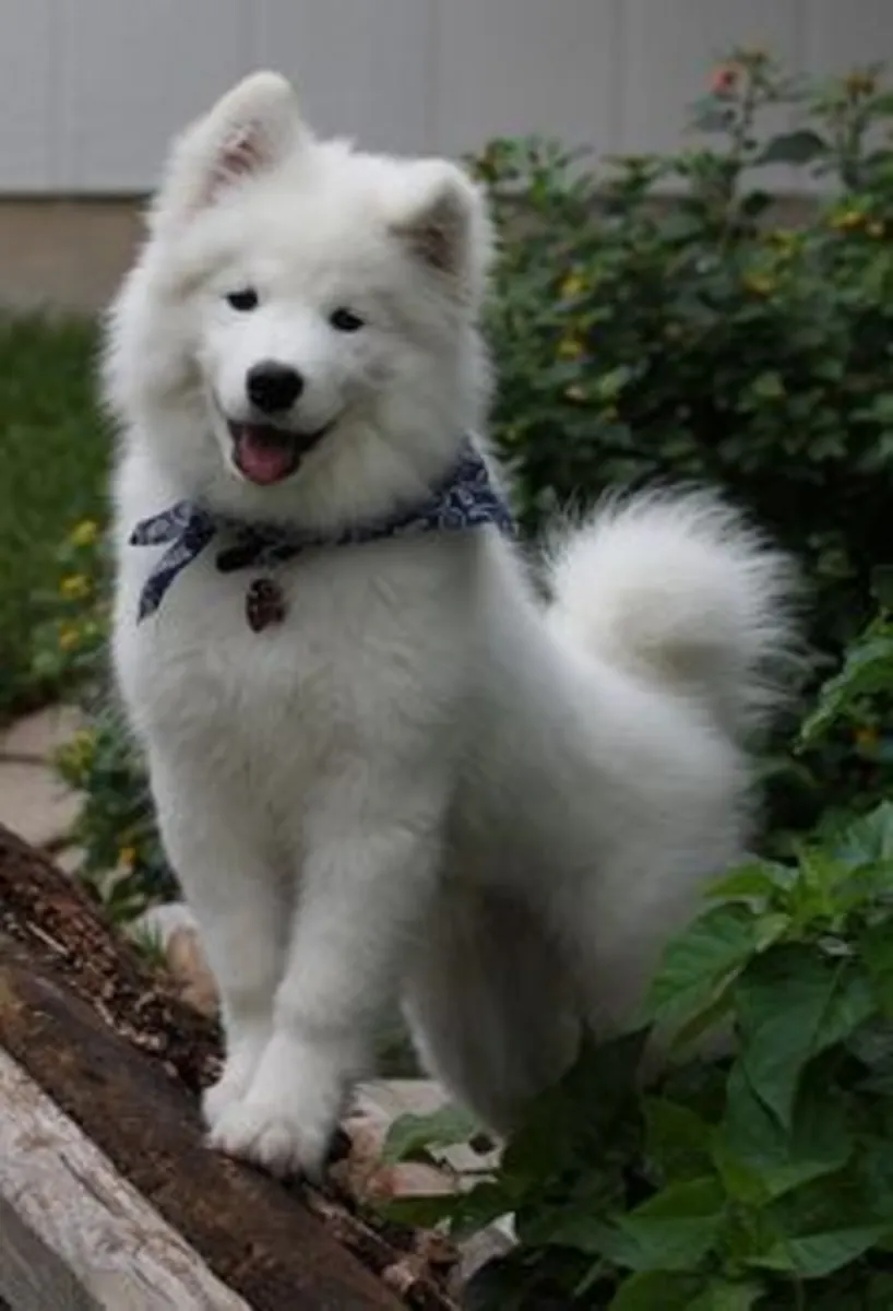 🐶❄️ Bu muhteşem Samoyed, yeni bir aileyle tanışmaya hazır.