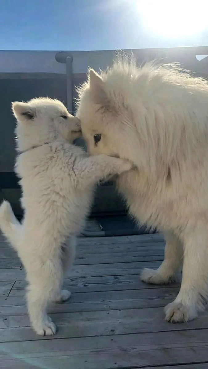 ❄️🐾 Dieser wunderschöne Samojede ist bereit für sein neues Zuhause.
