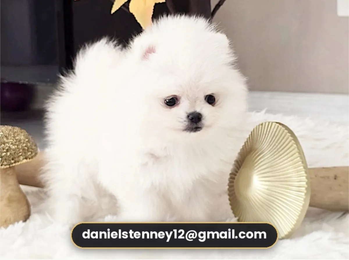 Chiots Pomeraniens