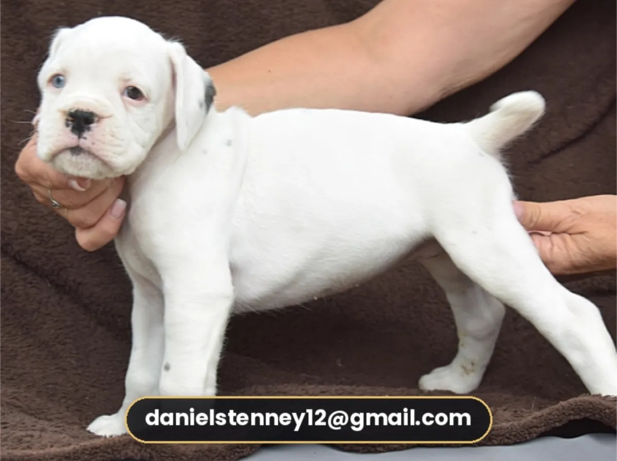 Boxer Puppies