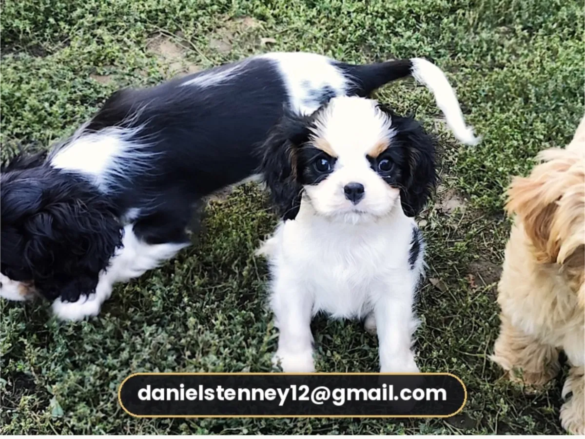 Chiots Cavalier King Charles Spaniel