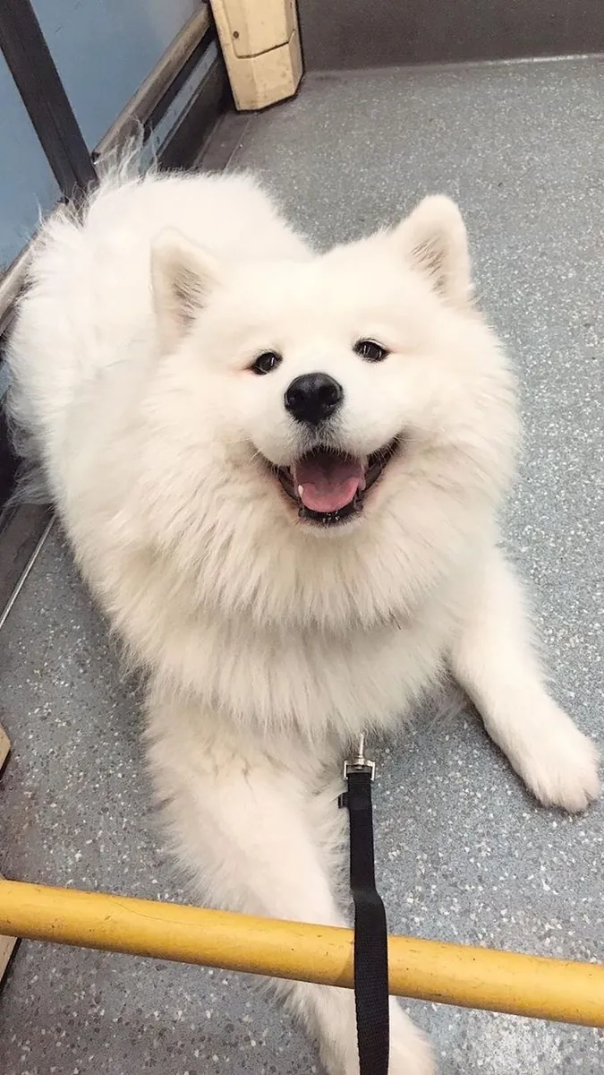 ❄️🐾 Este hermoso samoyedo está lleno de encanto y espera su nuevo hogar.