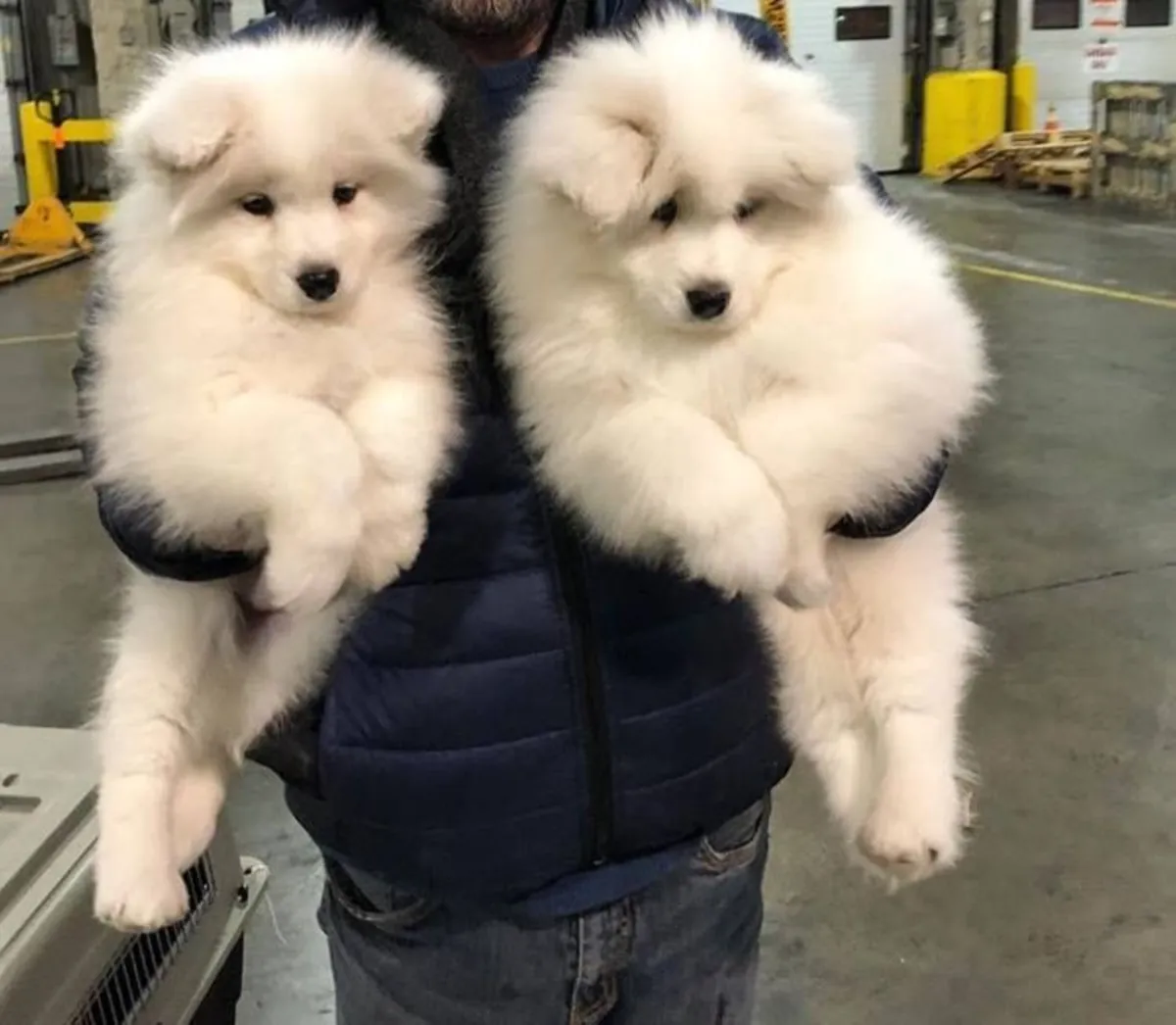🤍🐶 Este pequeño corazón blanco busca una familia amorosa.