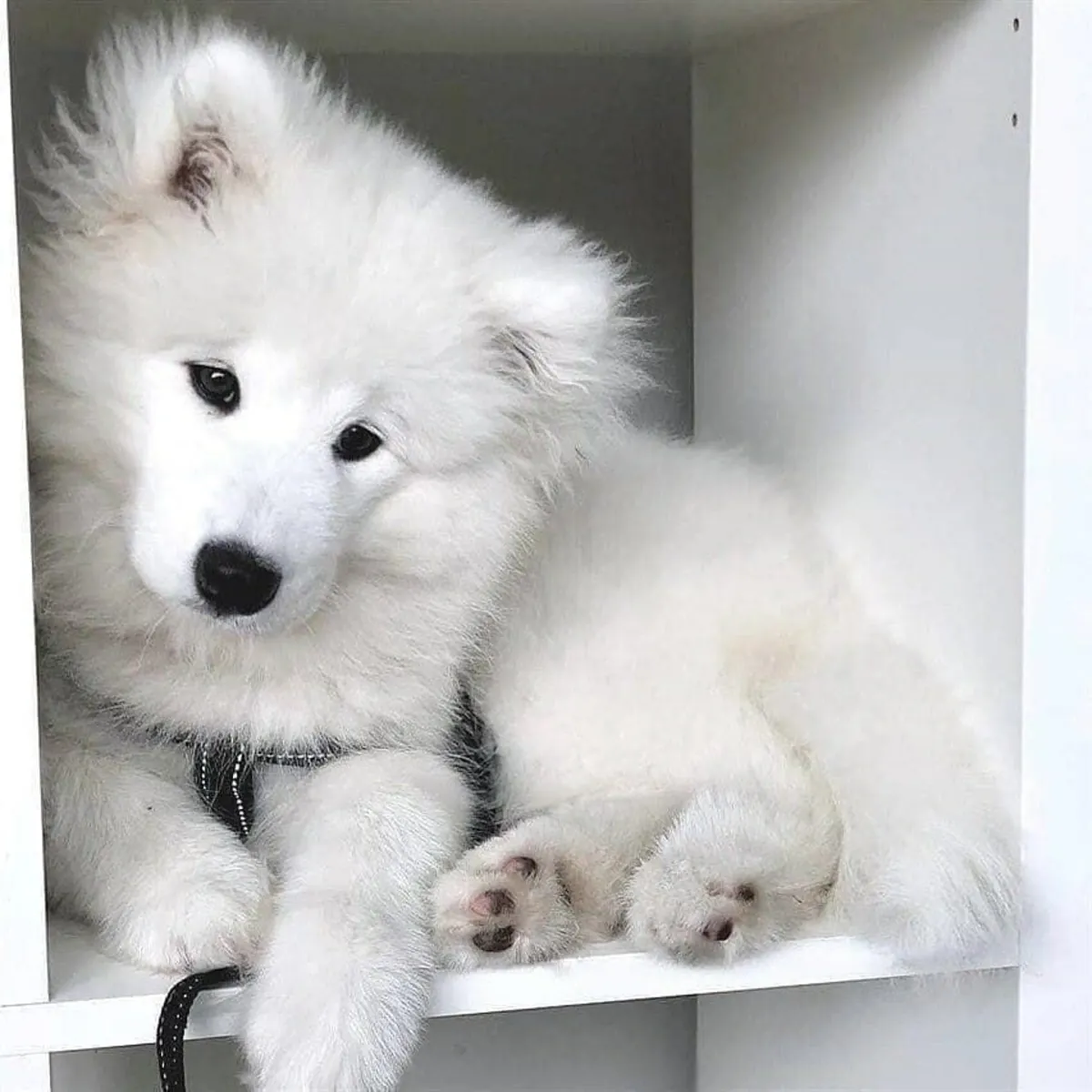 ☁️🐾 Este dulce samoyedo parece una pequeña nube blanca.