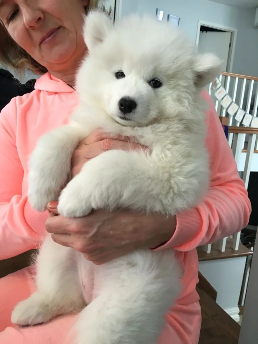 🐶✨ Este hermoso samoyedo combina una apariencia encantadora con un carácter adorable.