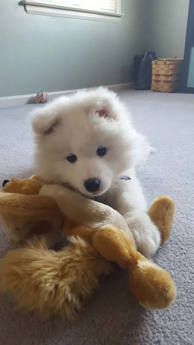 🤍❄️ Este pequeño samoyedo es una verdadera belleza.