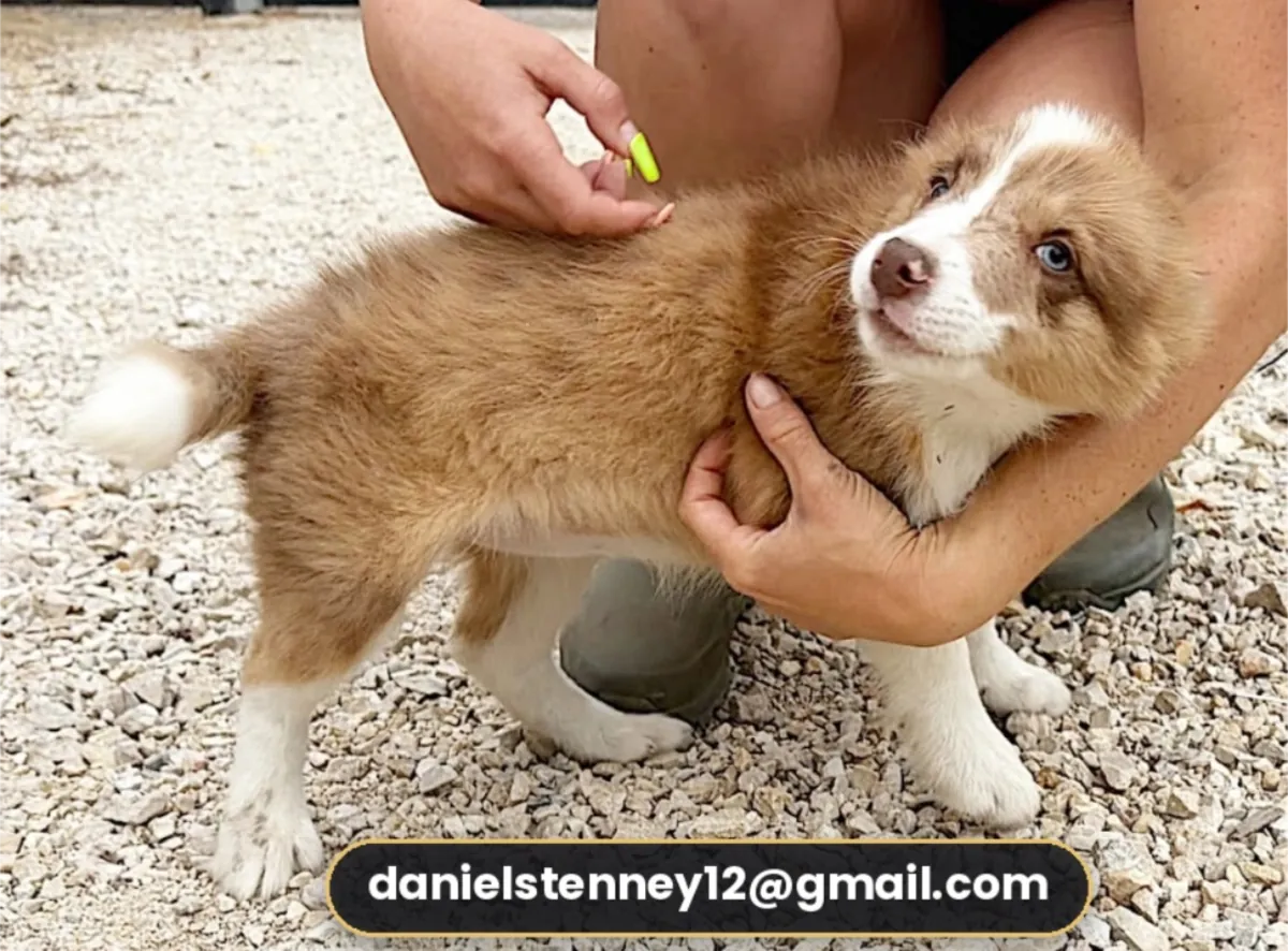 Chiots Border Collie