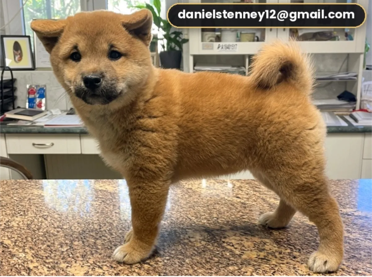 Beautiful red Shiba Inu
