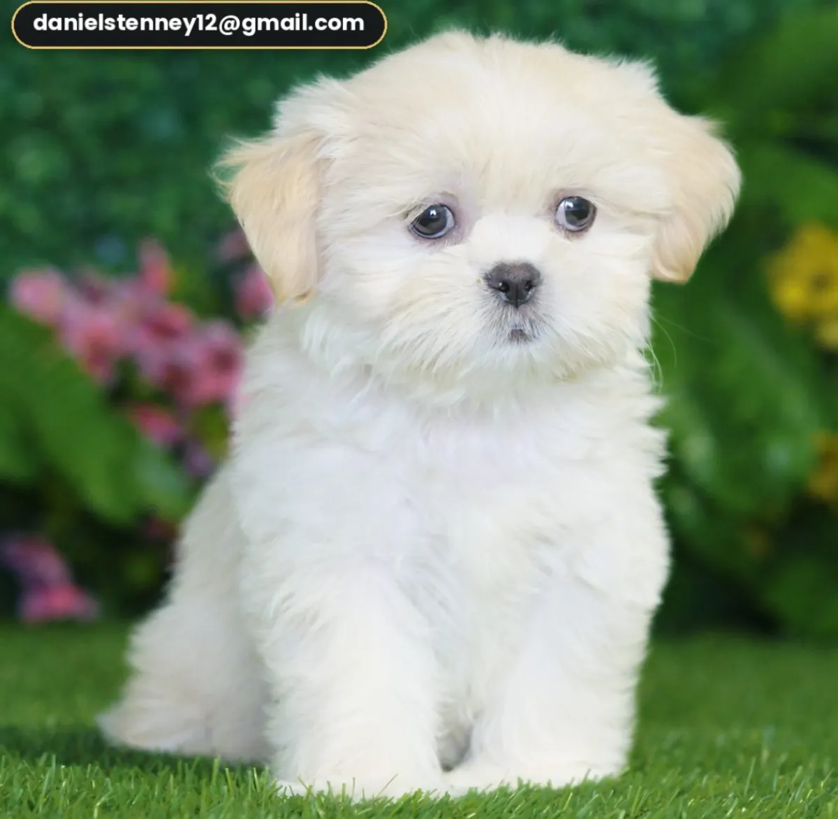 迷人的西施犬小狗