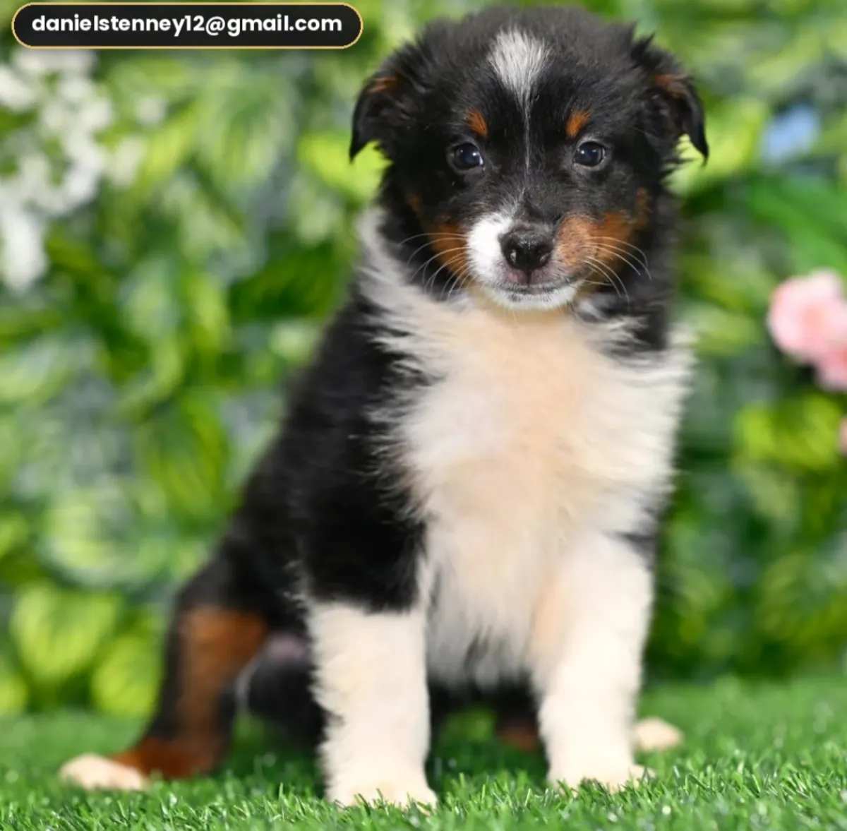 Australian Shepherd pup