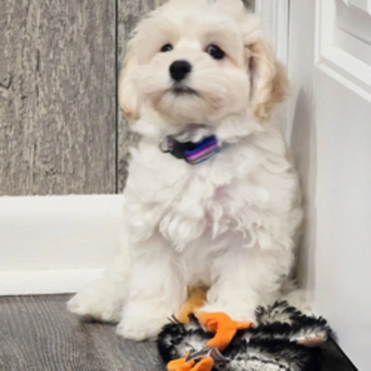 Ringo – maltipoo puppy 