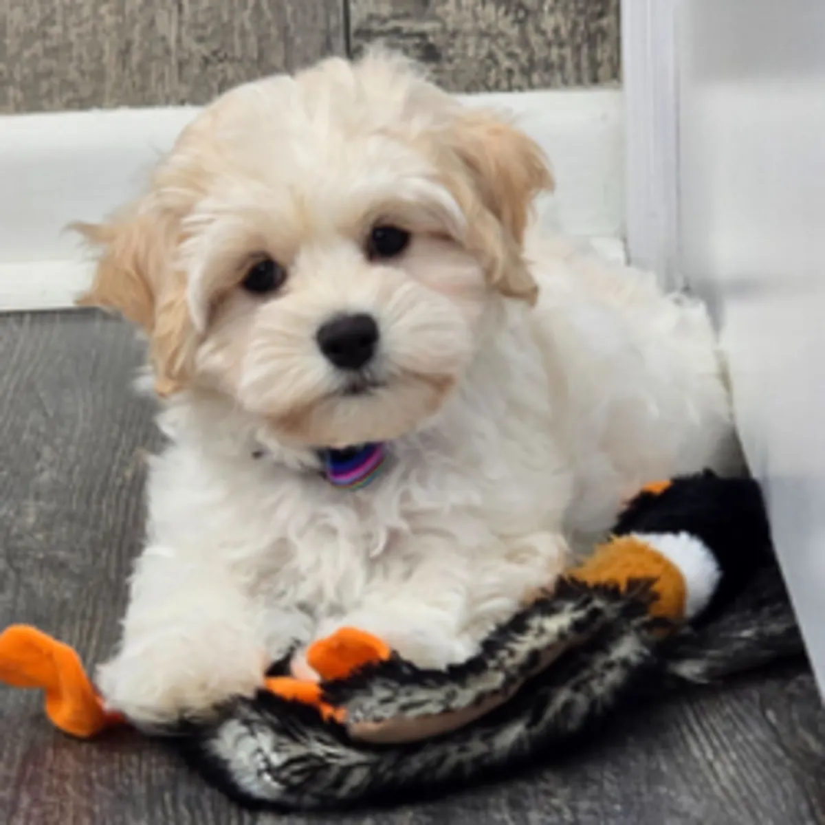 Ringo – maltipoo puppy 