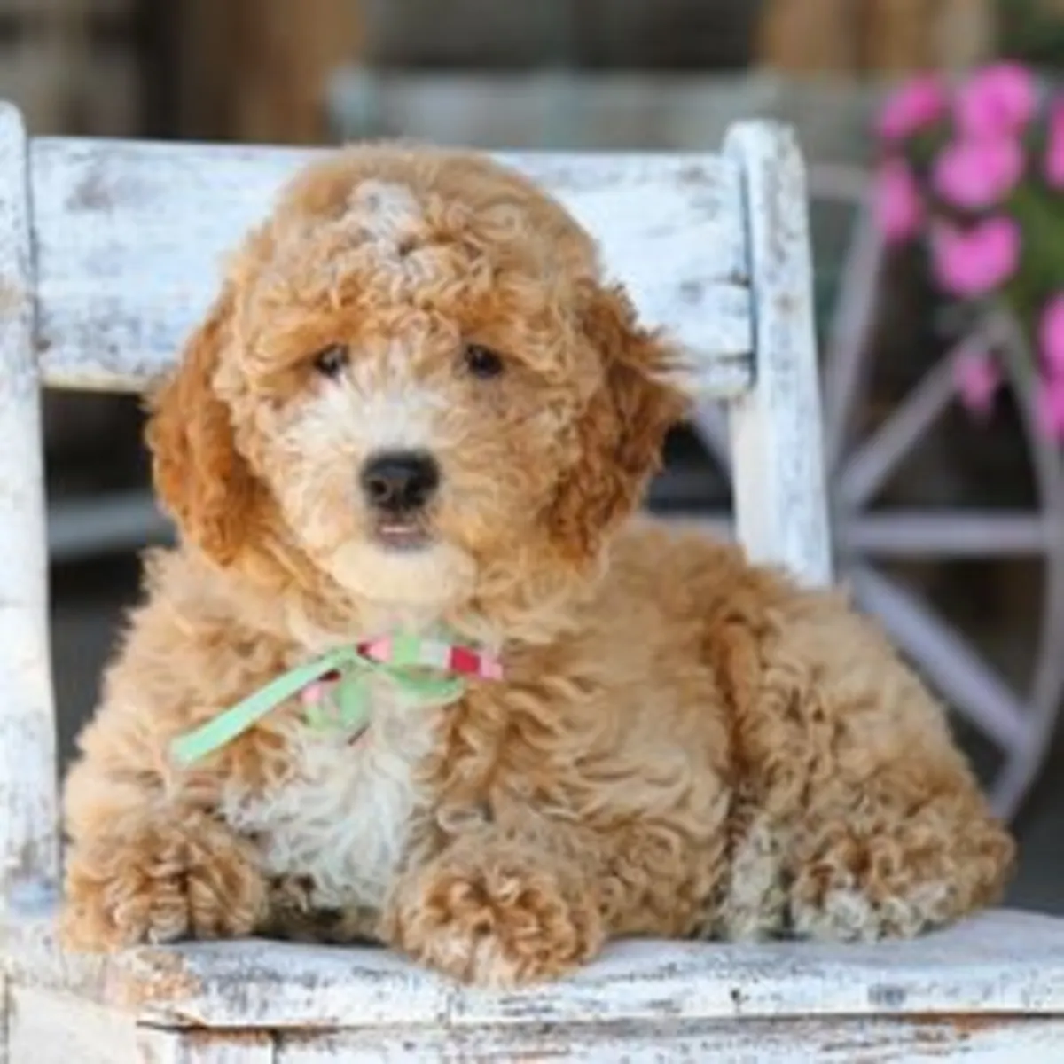 Shelly – Chiot Goldendoodle