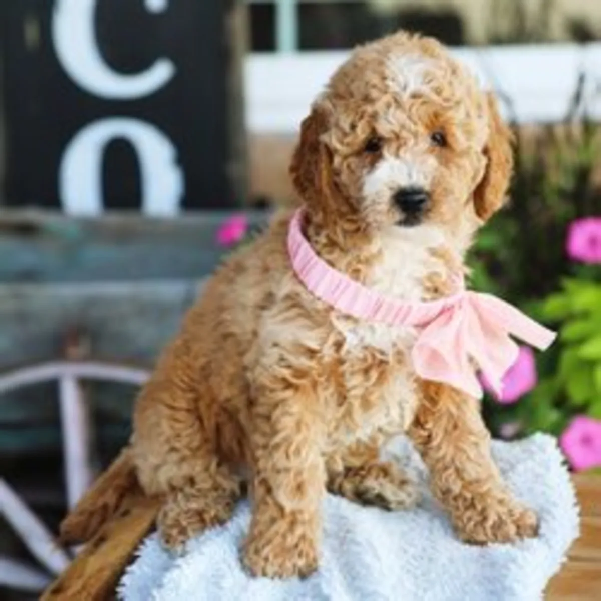 Shelly – Chiot Goldendoodle